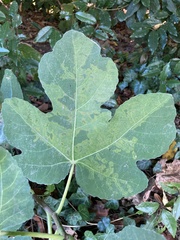 Fig mosaic emaravirus