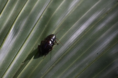 Eurycotis floridana