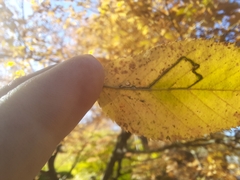 Stigmella betulicola