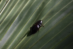 Eurycotis floridana