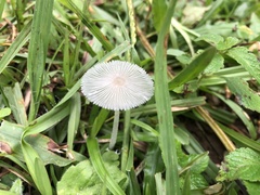 Agaricineae