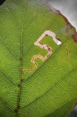 Stigmella