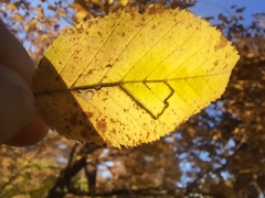 Stigmella betulicola