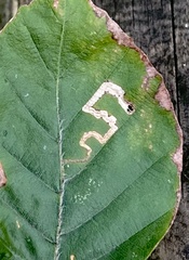 Stigmella
