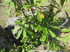 Sideroxylon lanuginosum