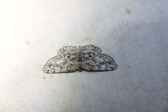 Hypomecis umbrosaria