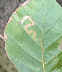 Stigmella