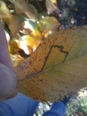 Stigmella betulicola