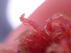 Sphagnum rubellum
