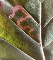 Stigmella