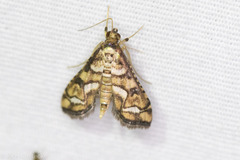 Hileithia magualis