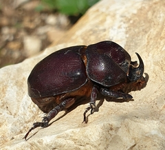 Phyllognathus excavatus