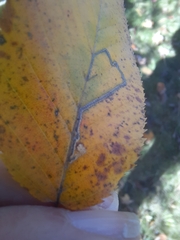 Stigmella betulicola