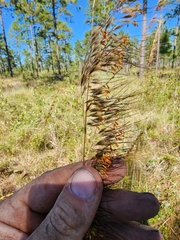 Sorghastrum secundum