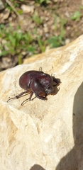 Phyllognathus excavatus