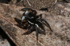 Jotus auripes