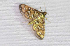 Hileithia magualis