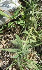 Heliotropium amplexicaule