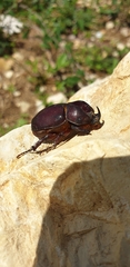 Phyllognathus excavatus