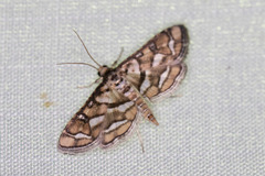 Hileithia magualis