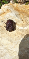 Phyllognathus excavatus
