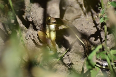 Psammophis orientalis