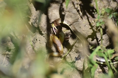 Psammophis orientalis