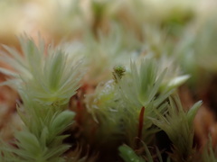 Aulacomnium palustre