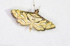 Hileithia magualis