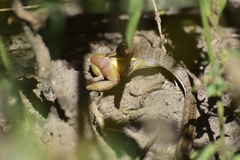 Psammophis orientalis