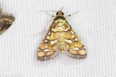 Hileithia magualis
