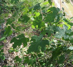 Vitis mustangensis