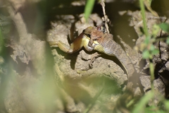 Psammophis orientalis