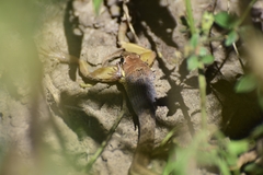 Psammophis orientalis