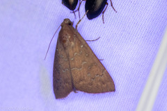 Anomis illita