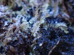 Lophocolea bidentata