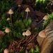 Mycena metata - Photo (c) Иван Матершев, some rights reserved (CC BY-NC), uploaded by Иван Матершев