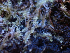 Lophocolea bidentata