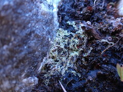 Lophocolea bidentata