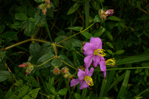 Nerophila senegambiensis image