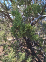 Juniperus arizonica