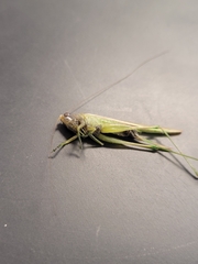 Neoconocephalus triops
