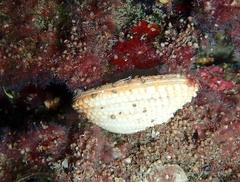 Amphistegina lobifera
