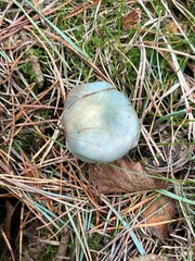 Stropharia aeruginosa