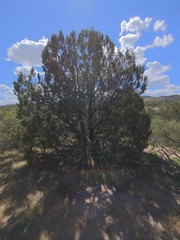 Juniperus arizonica
