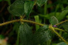Nerophila senegambiensis image