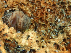 Amphistegina lobifera
