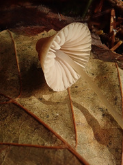 Mycena metata