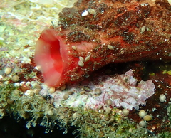 Amphistegina lobifera