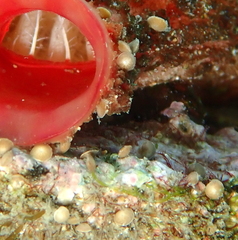 Amphistegina lobifera
